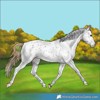 Horse Color:Smoky Grullo Appaloosa 