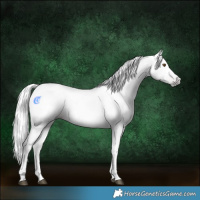Horse Color:Gray Bay Tobiano 