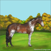Horse Color:White Spotted Bay 