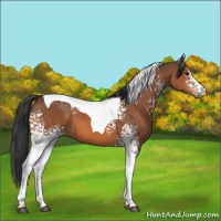 Horse Color:White Spotted Bay Tobiano 