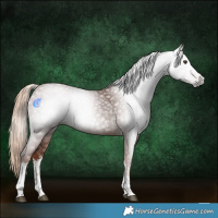 Horse Color:Gray White Spotted Chestnut Tobiano 