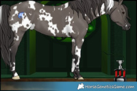 Horse Color:White Spotted Smoky Grullo