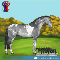 Horse Color:White Spotted Bay Chinchilla Tobiano