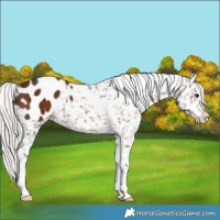 Horse Color:White Spotted Silver Brown Tobiano Appaloosa