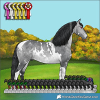 Horse Color:White Spotted Bay Chinchilla Tobiano