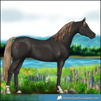 Horse Color:Liver Chestnut 