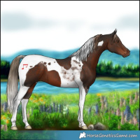 Horse Color:Liver Chestnut Tobiano 