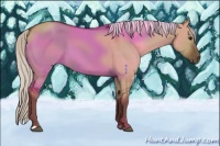 Horse Color:Silver Smoky Grullo 