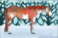 Horse Color:Buckskin Splash Appaloosa 