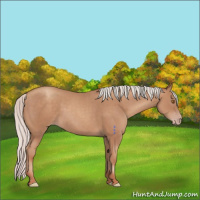 Horse Color:Silver Classic Champagne 