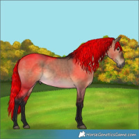 Horse Color:Gray Brown Dun 