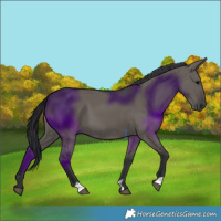 Horse Color:Grullo 