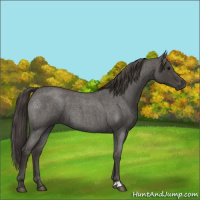 Horse Color:Smoky Blue Roan 