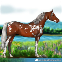 Horse Color:White Spotted Silver Brown Tobiano