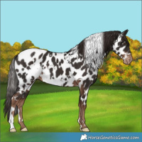 Horse Color:White Spotted Liver Chestnut Appaloosa 