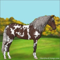 Horse Color:White Spotted Silver Brown 