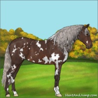 Horse Color:White Spotted Silver Brown 