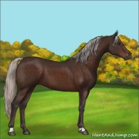 Horse Color:Silver Brown 
