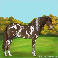 Horse Color:White Spotted Liver Chestnut 