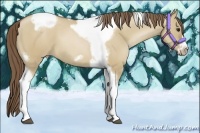 Horse Color:Grullo Pearl Tobiano Frame