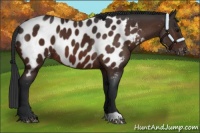 Horse Color:Bay Appaloosa 