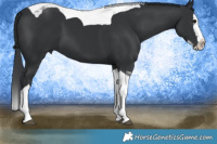 Horse Color:Black Splash Tobiano 