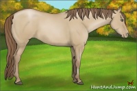 Horse Color:Grullo Pearl 