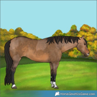 Horse Color:Bay Dun  and Gray Bay Dun 