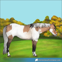 Horse Color:Bay Dun  and Gray Bay Dun 
