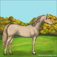 Horse Color:Red Dun Roan 