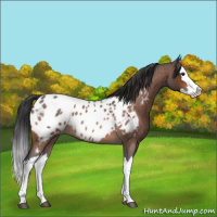 Horse Color:Bay Roan Splash Appaloosa 