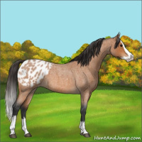 Horse Color:Bay Roan Splash Appaloosa 