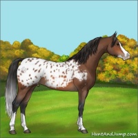 Horse Color:Bay Roan Splash Appaloosa