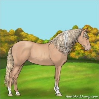 Horse Color:Gold Champagne Sabino Tobiano 