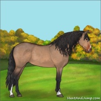 Horse Color:Bay Dun Sabino 