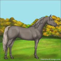 Horse Color:Silver Grullo 