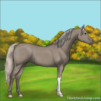 Horse Color:Silver Grullo 