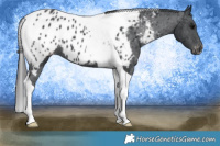 Horse Color:Black Tobiano Appaloosa 