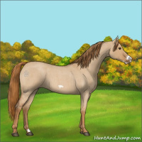 Horse Color:Red Dun Roan Frame 