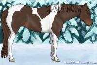 Horse Color:Liver Chestnut Tobiano 