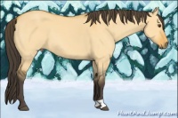 Horse Color:Buckskin Dun 