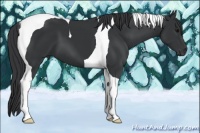 Horse Color:Black Tobiano 