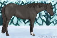 Horse Color:Smoky Black 