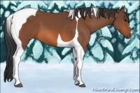 Horse Color:Bay Tobiano 