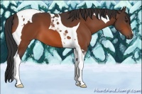 Horse Color:Bay Tobiano 