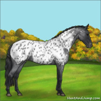 Horse Color:Blue Roan Near Leopard 