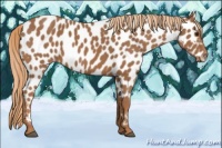 Horse Color:Chestnut Appaloosa