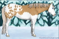 Horse Color:Palomino Splash Appaloosa
