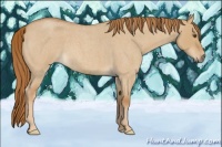 Horse Color:Red Dun Roan 