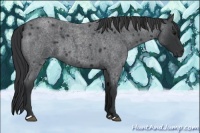 Horse Color:Blue Roan